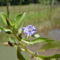 Hydrolea zeylanica (L.) Vahl